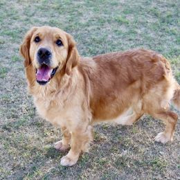 Annie - Golden Retriever