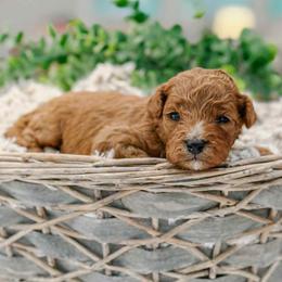 Cash - Red  male Goldendoodle puppy in Iola, Texas from Supreme Doodles of Texas