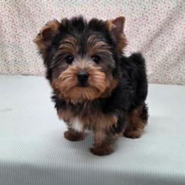 Boomer - Blue and gold male Yorkshire Terrier puppy in Monticello, Iowa from Ashley’s Puppies