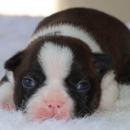 Sampson - Seal and white male Boston Terrier puppy in Winnsboro, Texas from JP Ranch Bulldogs