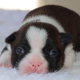 Sampson - Seal and white male Boston Terrier puppy in Winnsboro, Texas from JP Ranch Bulldogs