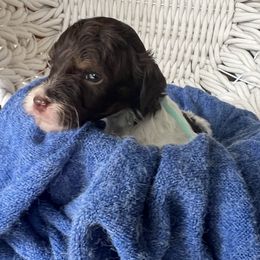 Disco Darlings - Glitz - Phantom female Bernedoodle puppy in Charleston, South Carolina from Palm Belle Doodles