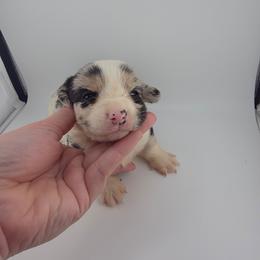 Arctic - Blue merle and white male Cardigan Welsh Corgi puppy in Bland, Missouri from Shadey Lane Corgis