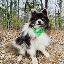 Fossil - Blue merle female Pomeranian puppy in Buck Valley, Pennsylvania from Buck Valley Pomeranians