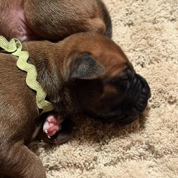 Girl 2 - Rd whtn blk nose female Rhodesian Ridgeback puppy in Chico, California from Keefer Ridge Rhodesian Ridgebacks
