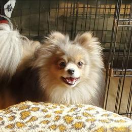 Sterling - Pomeranian