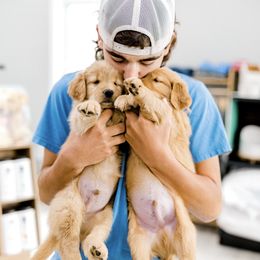 Golden Retriever Puppies from Rigdon Retrievers