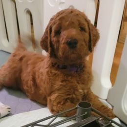 Goldendoodle Puppies from Kimber's Doodles