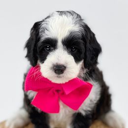 Australian Labradoodle Puppies from Sunny Day Doodles