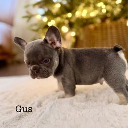 Gus - Blue male French Bulldog puppy in Hudsonville, Michigan from Willow Farm