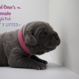 Girl 3 - Gray Cane Corso puppy in California from Capital Corsos