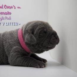 Girl 3 - Gray Cane Corso puppy in California from Capital Corsos
