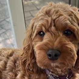 Trixie - Cockapoo