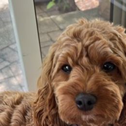 Trixie - Cockapoo