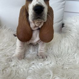 Miss Prissy - Red and white female Basset Hound puppy in Lone Jack, Missouri from Wee Little Bassets
