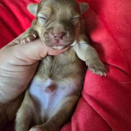 Louis - Chocolate brindled fawn male Chihuahua puppy in Amity, Pennsylvania from Baxters Chihuahuas