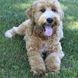 Sunny - Australian Labradoodle