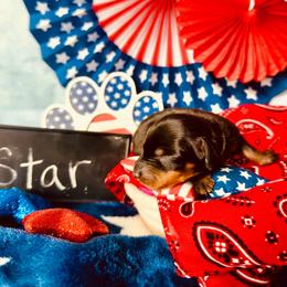 Star (mint girl) 2887.70 - Black and tan female Dachshund puppy in Loris, South Carolina from Dogwood Mountain Dachshunds