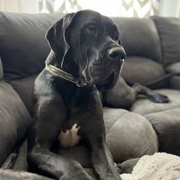 French Bulldogs and Great Danes from The Great French ( Great Danes + Frenchies )