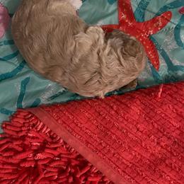 Bootsy - Apricot female Poodle puppy in Lexington, Tennessee from Jm’s Precious Poodles