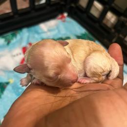 Ralph - Cream male Poodle puppy in Gastonia, North Carolina from Precious pups dynasty kennel