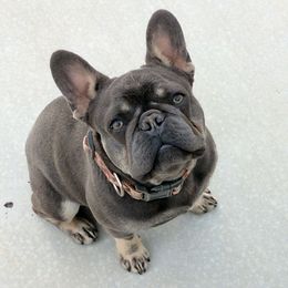 French Bulldogs from Kelly Bulldogs