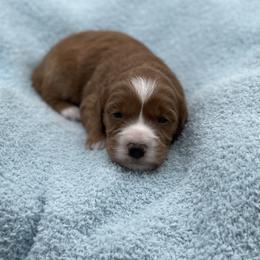 Jack - Red  male Goldendoodle puppy in Kansas City, Kansas from Bella & Ivy’s Mini Goldendoodles of KC