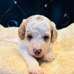 Spike - Red and white male Cockapoo puppy in Kingfisher, Oklahoma from Perdue Puppies