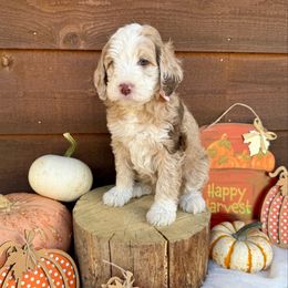 Meadow - Dark Purple Collar - Merle female Bernedoodle puppy in Buena Vista, Colorado from Mountain Poppy Bernedoodles