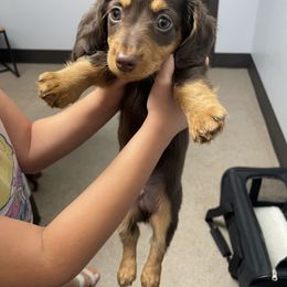 Dachshund Puppies from Jess’s Dachshunds