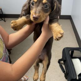 Dachshund Puppies from Jess’s Dachshunds
