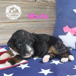 Marta - Phantom female Bernedoodle puppy in Heyworth, Illinois from Cobble Creek Puppies