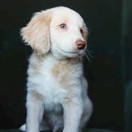 Jasper - male Aussiedoodle puppy in Redding, California from Farmstead Doodles