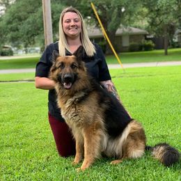 German Shepherds from Megan fruge