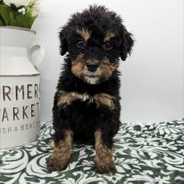 Daffodil - Phantom female Bernedoodle puppy in Granton, Wisconsin from Rose River Farms