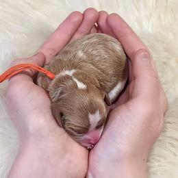 Orange Collar Boy, Howard - Blenheim male Cavapoo puppy in Cypress, Texas from Doodles Of Cypress