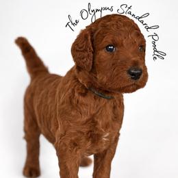 Merlot - Red  male Poodle puppy in Spring Hills, Florida from The Olympus Standard Poodle