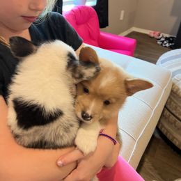 Pembroke Welsh Corgi puppies from Peach Tree Corgi Co.