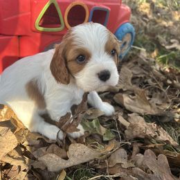 Grace - Blenheim female Cavalier King Charles Spaniel puppy in Tahlequah, Oklahoma from Love Some Dogs Dachshunds & Cavalier King Charles Spaniels,Cavapoos