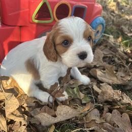 Grace - Blenheim female Cavalier King Charles Spaniel puppy in Tahlequah, Oklahoma from Love Some Dogs Dachshunds & Cavalier King Charles Spaniels,Cavapoos