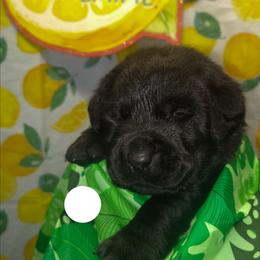 White collar - Black female Labrador Retriever puppy in Holyoke, Massachusetts from Urban Oak Labradors LLC