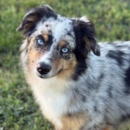 Lilo - Miniature Australian Shepherd