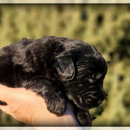 Jett - Black male Giant Schnauzer puppy in Saratoga Springs, Utah from Happy Beard Schnauzers