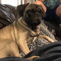 Patrick - Pug