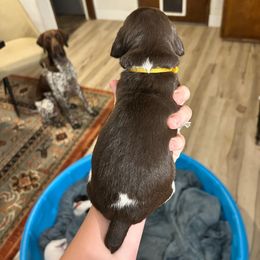Yellow girl - Liver and white female German Shorthaired Pointer puppy in Escalon, California from Valley Pointers