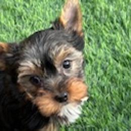 Yorkshire Terriers from Mile High Yorkshire Terriers