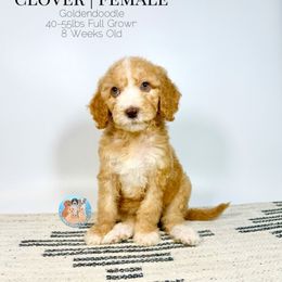 Clover - Apricot female Goldendoodle puppy in Southwest Ranches, Florida from Dandy Doodle Ranch