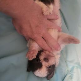 Menace - Gold and white male Shih Tzu puppy in Newport, Arkansas from Gina's Lil Zues and Yorkies Kennel