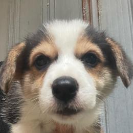 Black girl - Black and tan female Pembroke Welsh Corgi puppy in Adairsville, Georgia from R&R Corgis