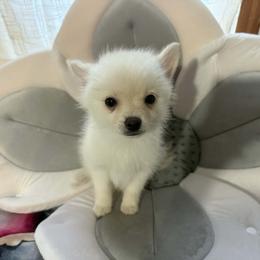 Phillipe - White male Pomsky puppy in Barryton, Michigan from JHS Pomskies